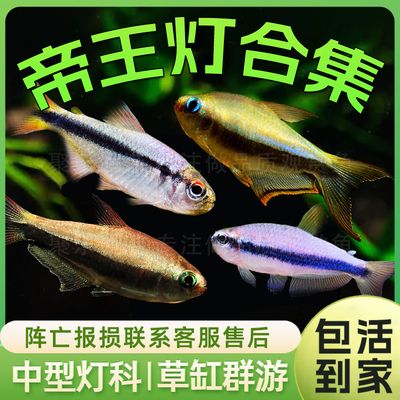 草缸好养活体淡水鱼群游