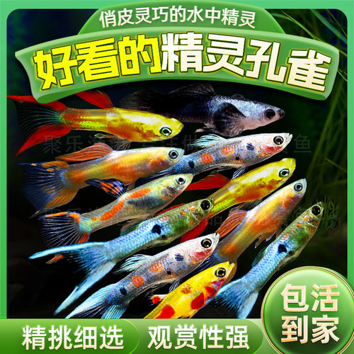 热带观赏鱼精灵孔雀鱼