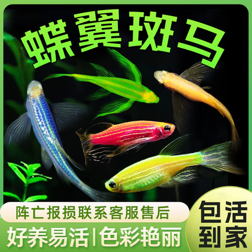 蝶翼柠檬活体小型鱼斑马