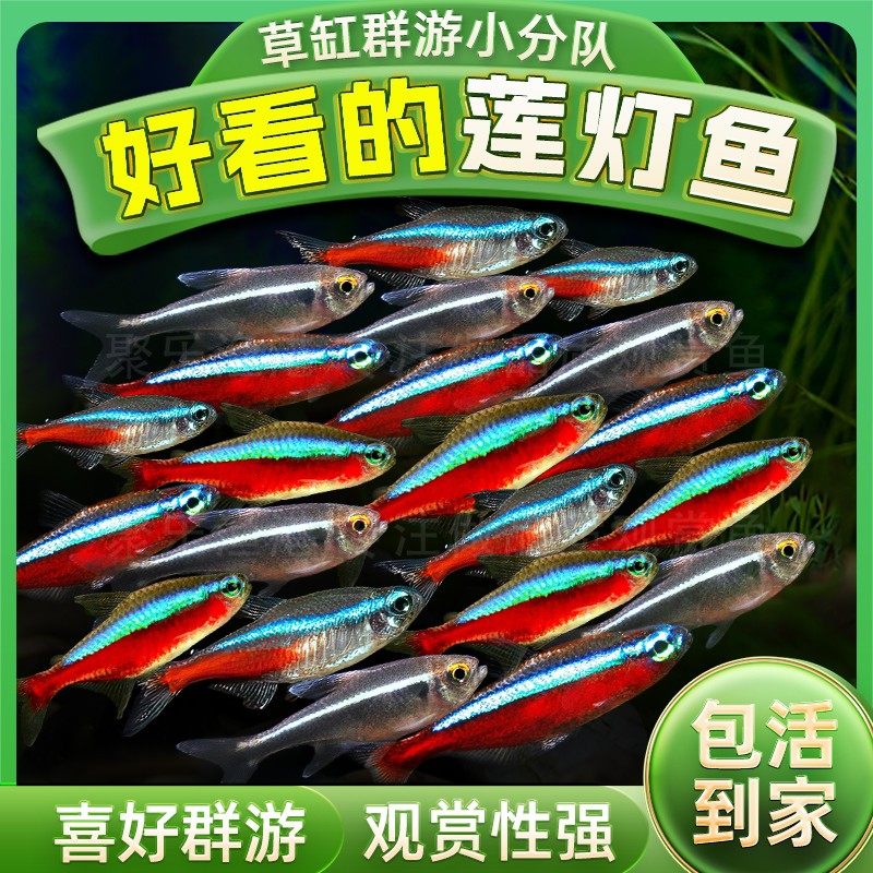 红绿灯宝莲灯钻石灯活体小型热带观赏鱼小型灯科草缸淡水群游包活