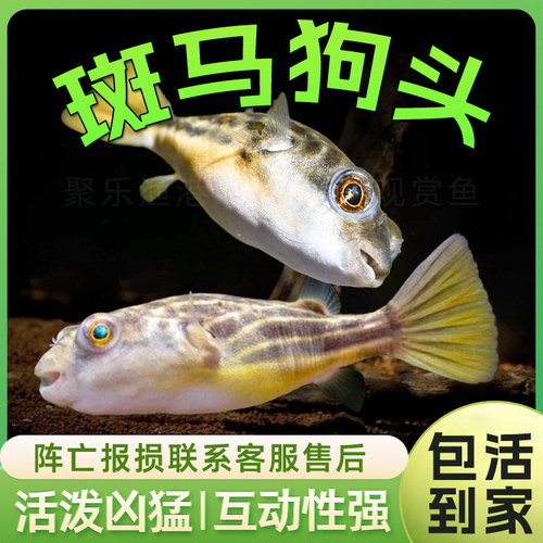 斑马狗头阿拉伯活体淡水河豚