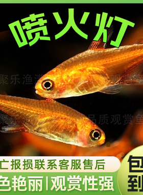 喷火灯鱼 热带观赏淡水鱼红色草缸鱼群游小型灯科鱼活体