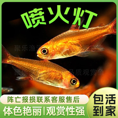 红色小型活体淡水鱼灯科鱼