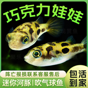 巧克力娃娃 热带鱼观赏鱼淡水鱼迷你河豚蜗牛克星吃螺高手