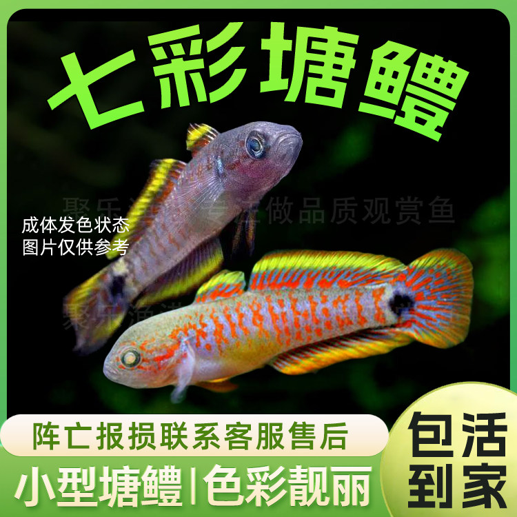 新几内亚塘鳢热带淡水