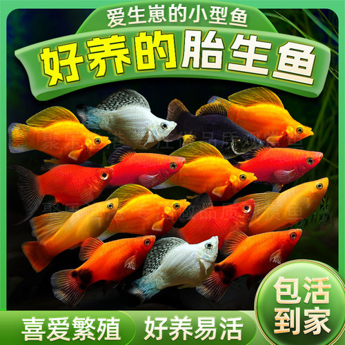 观赏鱼胎生银白黑红玛丽活体