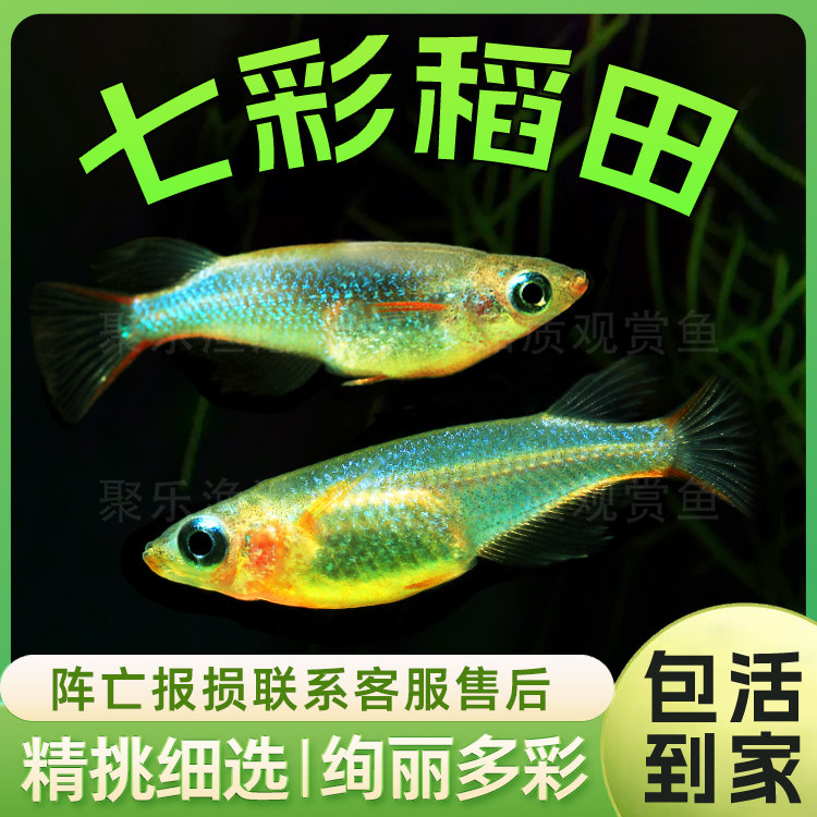 七彩稻田鳉鱼小型热带观赏淡水鱼七彩霓虹稻田灯鳉鱼草缸群游活体