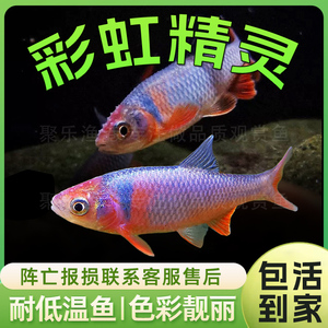 彩虹精灵鱼原生冷水鱼耐寒好养卢伦真小鲤淡水观赏鱼鱼