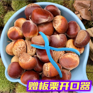 赠开口器现货2025新货当季新鲜红壳板栗红皮毛栗子大板栗带壳板栗
