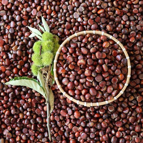 2025年小毛栗子新鲜新毛栗