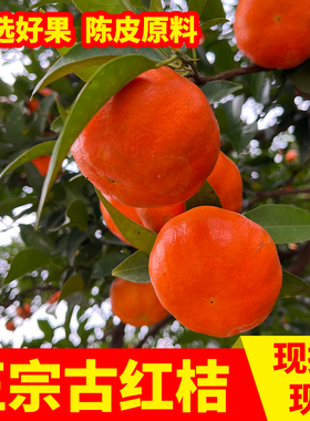 正宗重庆万州古红桔大红袍柑红橘川红桔应季新鲜水果陈皮原料5斤