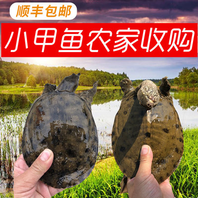 鲜活生态外塘野外放养黑花活甲鱼滋补水鱼中华鳖团鱼王八大1-3斤