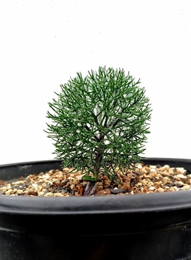 Eriospermum paradoxum sp矮胖版鸡毛掸子比普通的不容易徒长