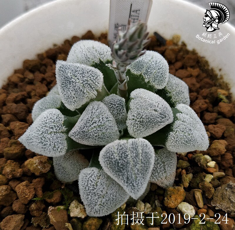 19年 粉雪 寿 种子 十二卷/多肉植物/瓦苇属/haworthia