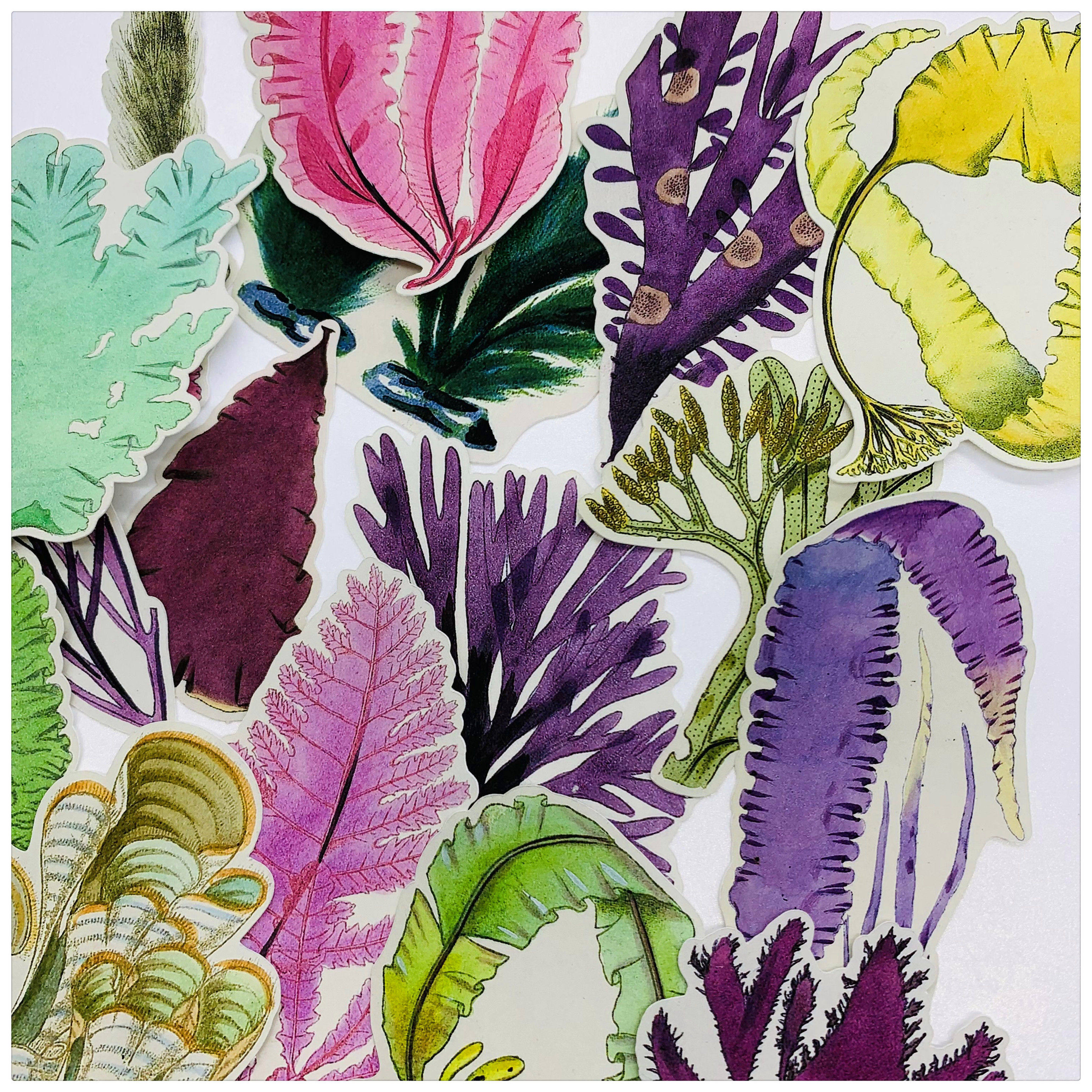 手帐装饰 vintage 复古海藻 海菜17枚 sargassum 手账贴纸25包邮