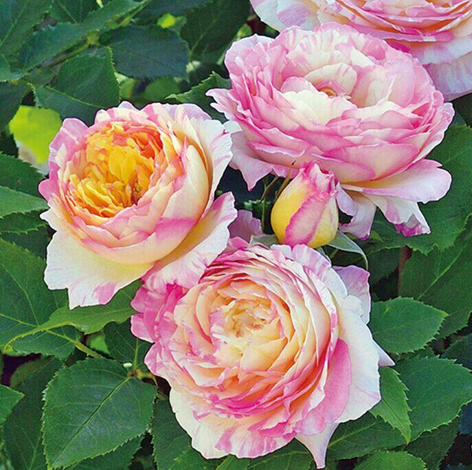 【tomの家】法国灌木月季 马克·夏加尔(marc chagall)(小苗)