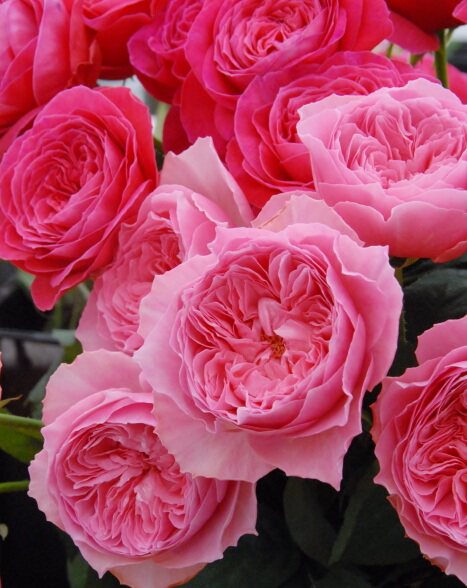 【tomの家】日本新品灌木月季  小春(koharu,こはる)