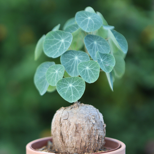 象足龟特色不爬藤圆叶山乌龟立杆非一叶龟素可泰萝卜龟红藤小叶