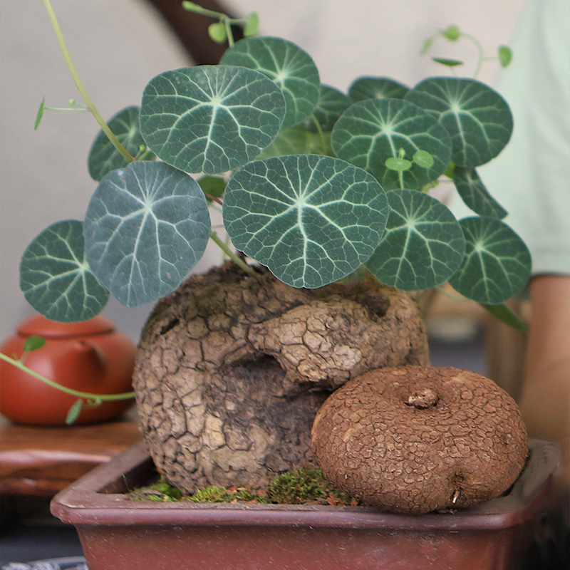 云南特色多肉山乌龟红藤山乌龟植物绿藤血藤爬藤绿植包活室内耐阴