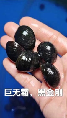 进口观赏螺黑金刚螺包邮包损