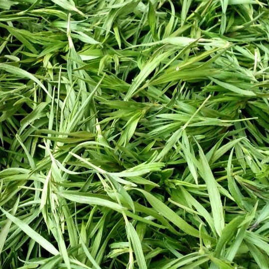 青竹叶茶500g新茶石竹茶茶叶淡竹茶散装崂山特级新鲜竹叶石竹叶