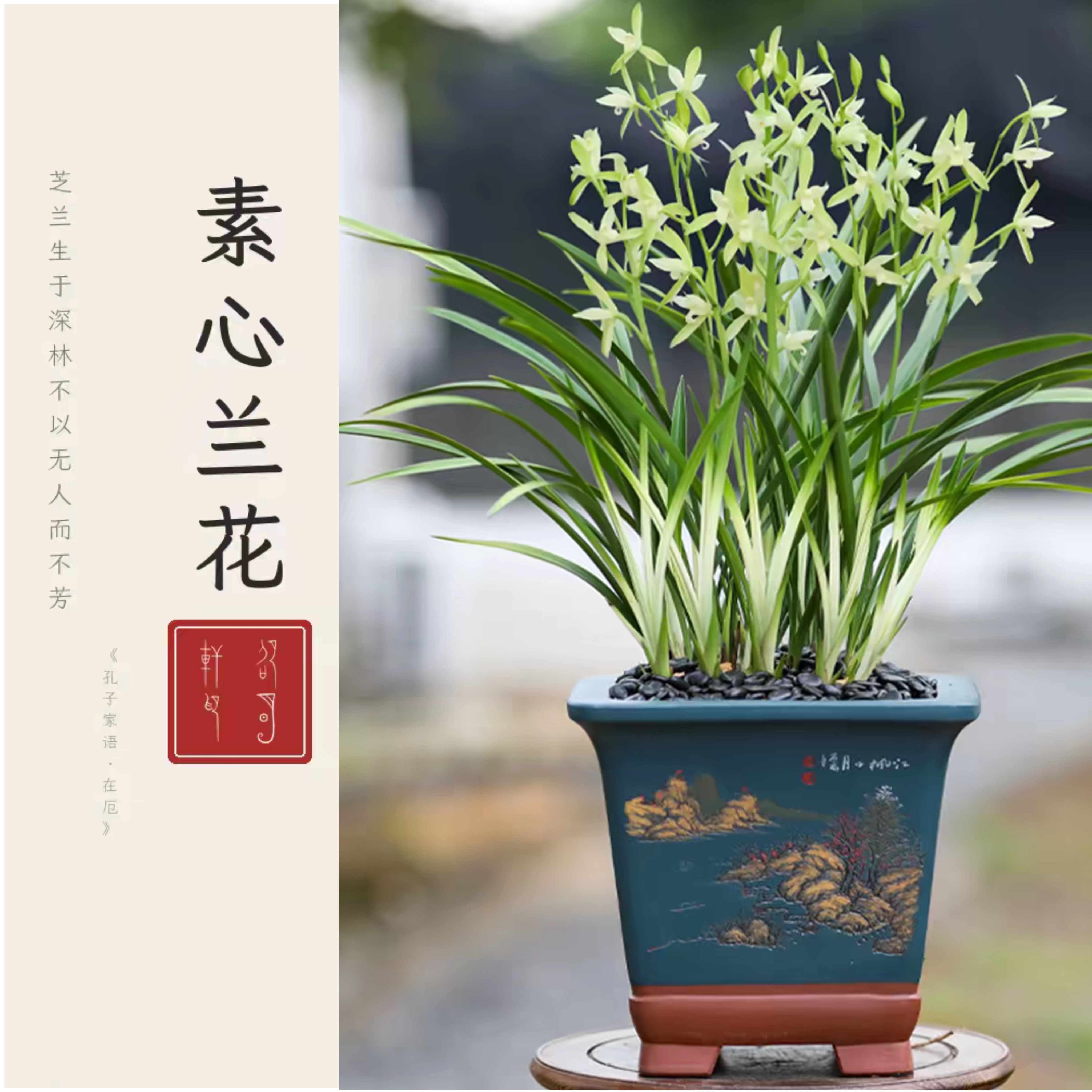 翁源基地国兰国魂兰花建兰素心兰香带花苞幽香四季兰室内盆栽直发