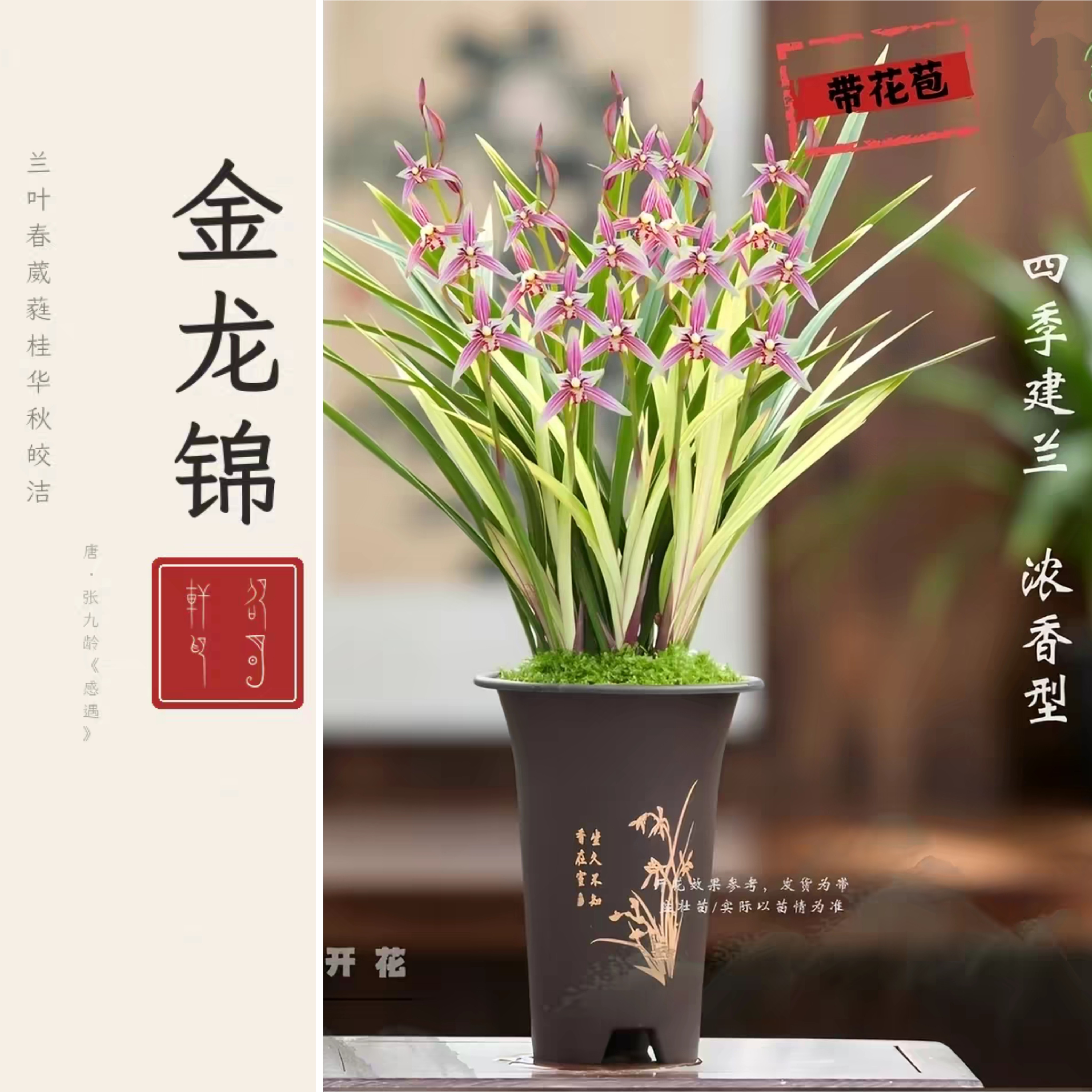 翁源基地国兰建兰国魂兰花锦兰香花苗金边花苞浓香四季盆栽直发