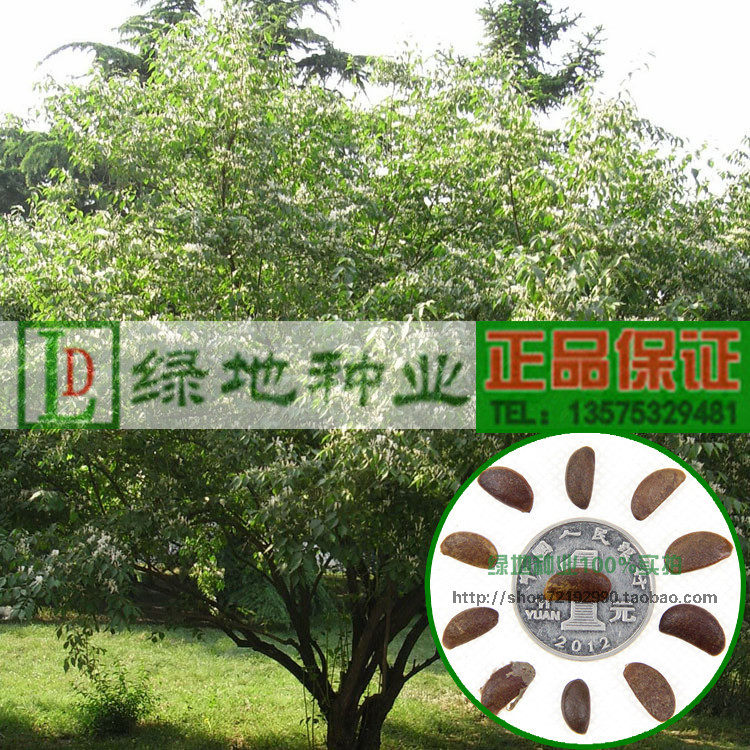 新软枣种子籽 黑枣 牛奶柿 牛奶枣 野柿子种子包邮钻木可嫁接柿树