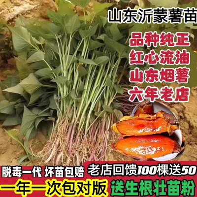 六年老店品种保真烟薯西瓜红薯苗