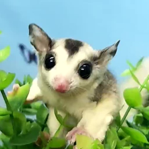 口袋宠物蜜袋鼬蜜袋鼠