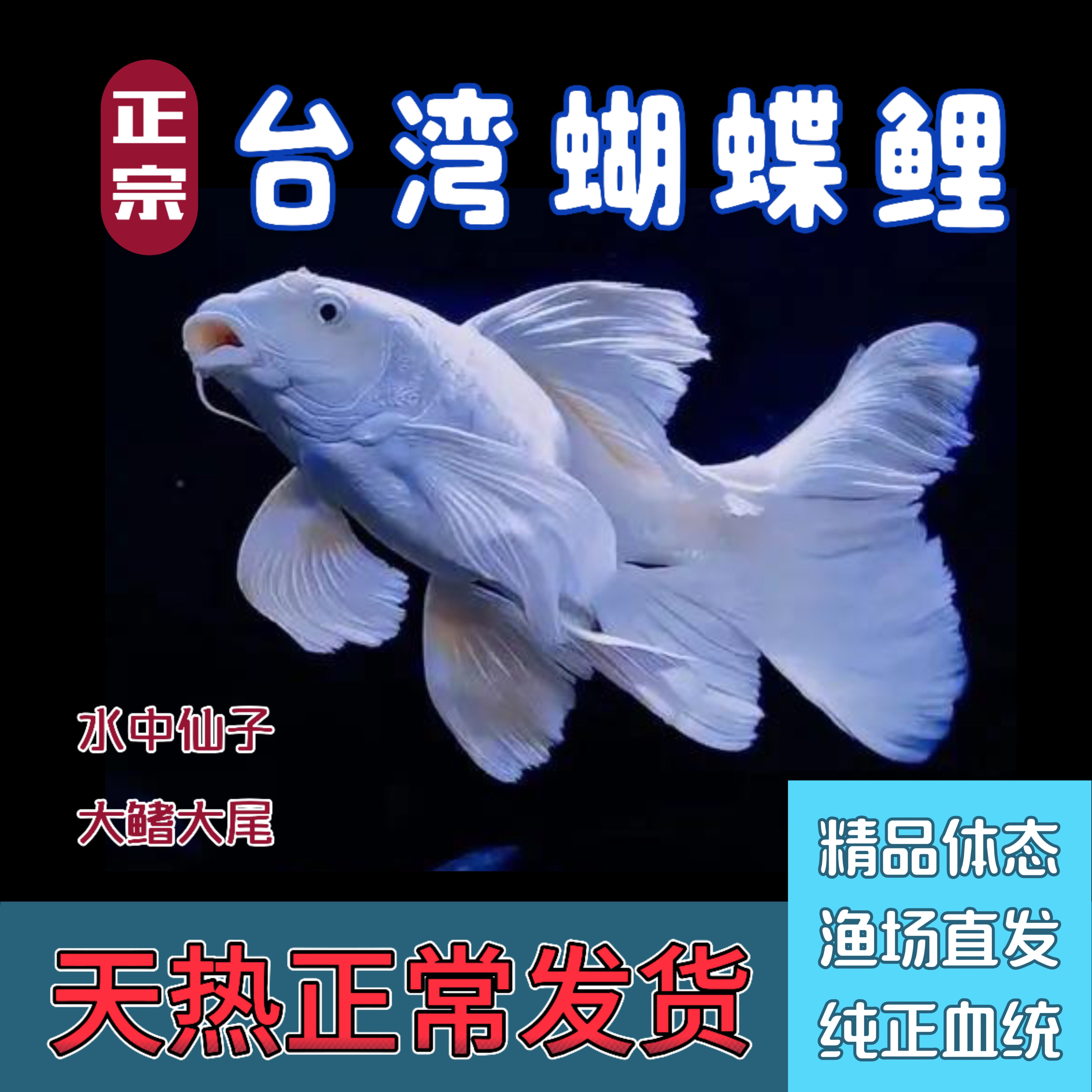 台湾蝴蝶鲤精品普身圆手鳍石膏白大鳍大尾冷水贵妃观赏鱼苗