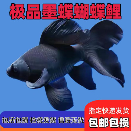 正宗五代墨碟蝴蝶鲤黑金锦鲤大鳍大尾镇宅球体鱼冷水观赏鱼苗