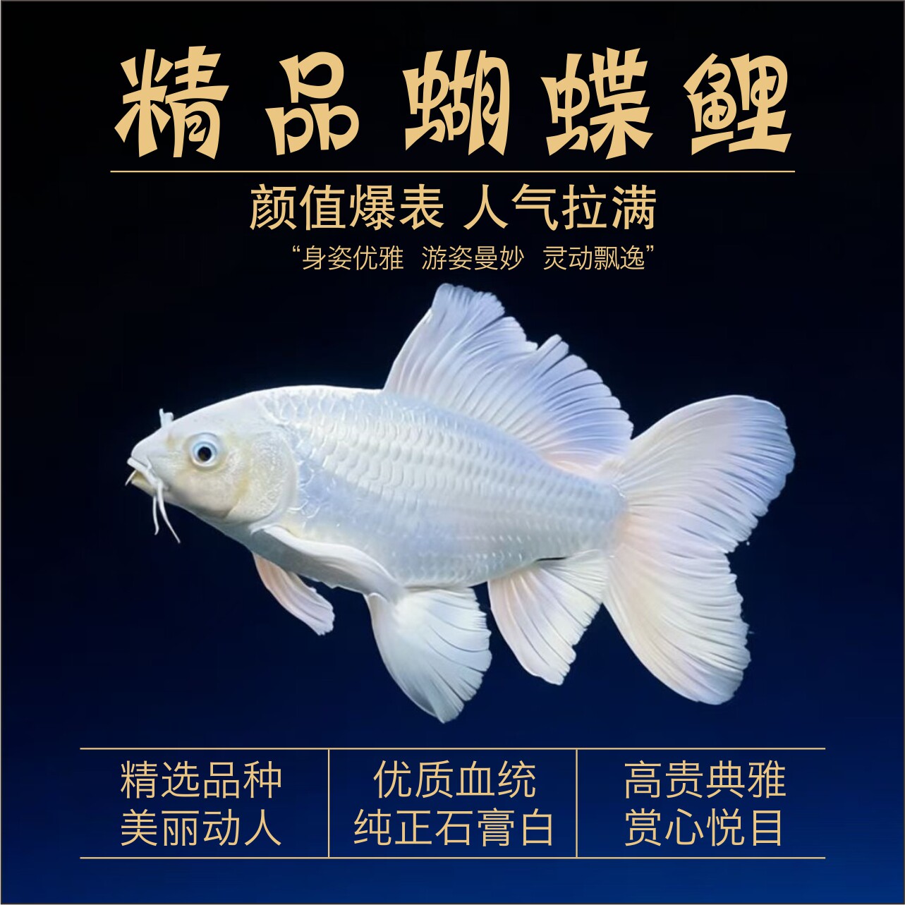 精品圆手鳍普身蝴蝶鲤鱼苗