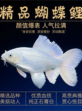 精品圆手鳍普身蝴蝶鲤鱼苗