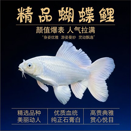 精品圆手鳍普身蝴蝶鲤满臀纯种大鳍大尾台湾贵妃观赏鱼苗活鱼