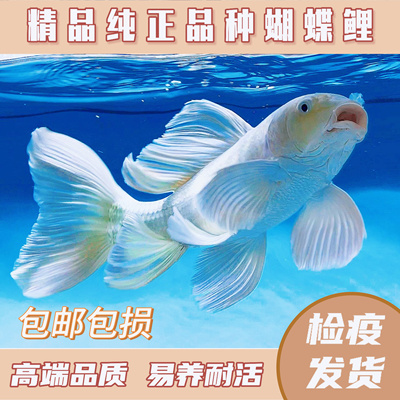 精品普身蝴蝶鲤圆手鳍纯种赛级大鳍大尾贵妃观赏鱼苗