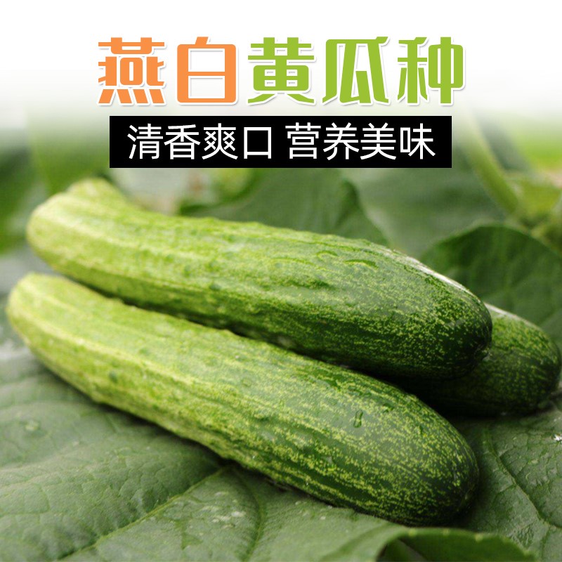燕白黄瓜种子种籽孑春季早熟蔬菜南方四季籽种菜籽菜