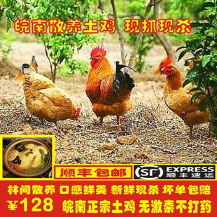 皖南深山农家散养土鸡老母鸡新鲜的鸡笨鸡月子鸡全粮饲喂当日现杀
