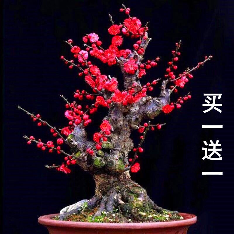 买一送一四季开梅花盆栽腊梅树苗