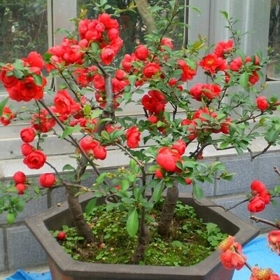 海棠花盆栽树苗盆景重瓣老桩庭院