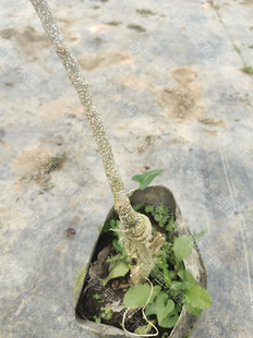 墨西哥葡萄白白柿冰淇淋果苗正品