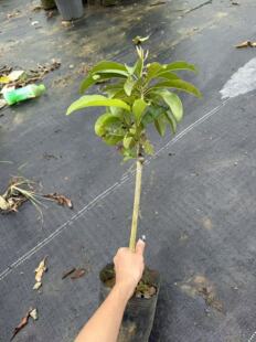 越南人心果靠接果苗