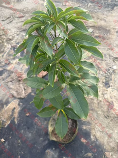 澳大利亚冰淇淋状元红果果苗