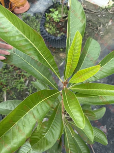 哥伦比亚马嘉纳妈咪果靠接苗