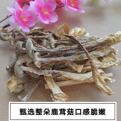 福建食用农产品鹿茸菇新货推荐