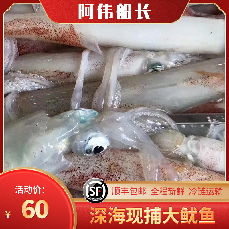 超大整只深海捕捞大鱿鱼新鲜大尤鱼深海海鲜水产海兔子冷冻枪乌贼