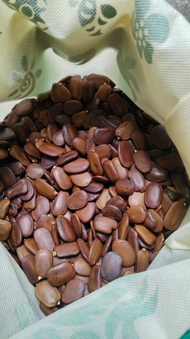 仪花种子可做耳饰手工diy摇铃像硬币的声拍摄装饰道具豆豆眼材料