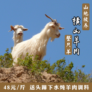 陕北横山羊肉农家散养山羊羯子生羊肉新鲜羊肉横山铁锅炖羊肉