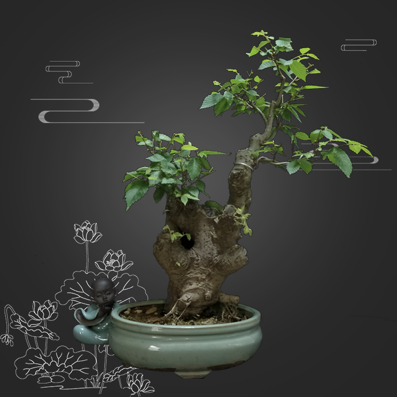 精品榆树盆景 文人式多杆 树桩老根 低价 包邮 实物实拍 送礼佳品