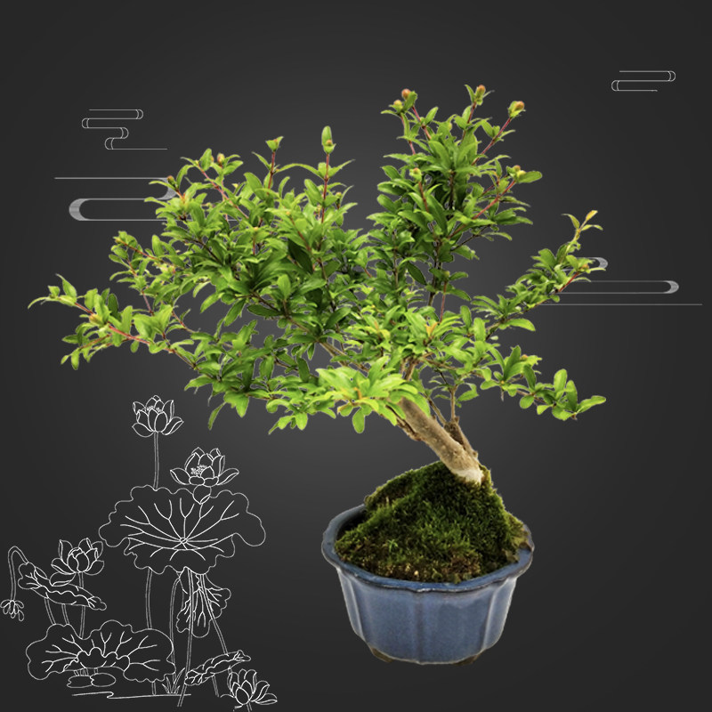 石榴微型盆景盆栽实物实拍老根树桩苗观花果绿植带盆小品促销